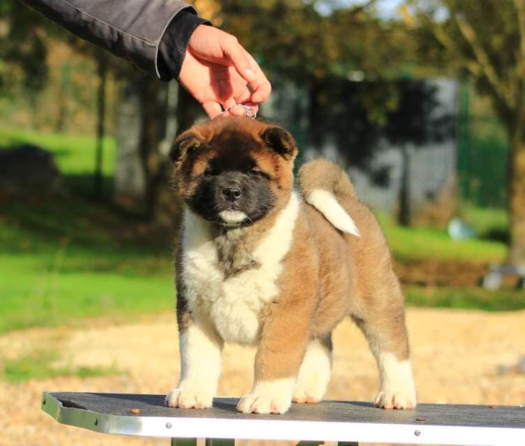 eleur akita top elevage Francais