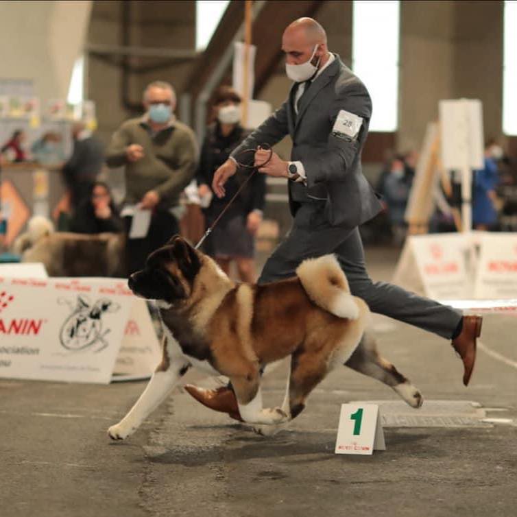 A propos akita americain mouvement morphologie