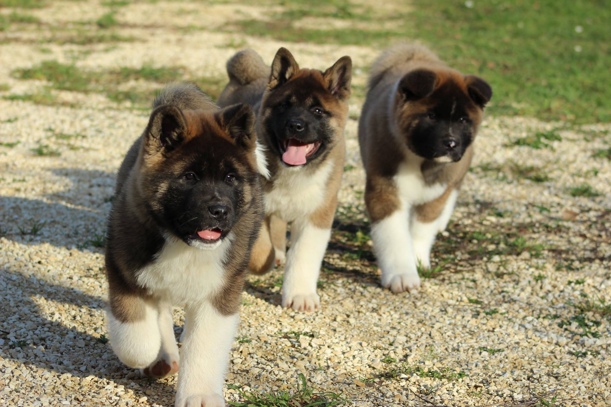 A propos chiot akita americain lignée champion