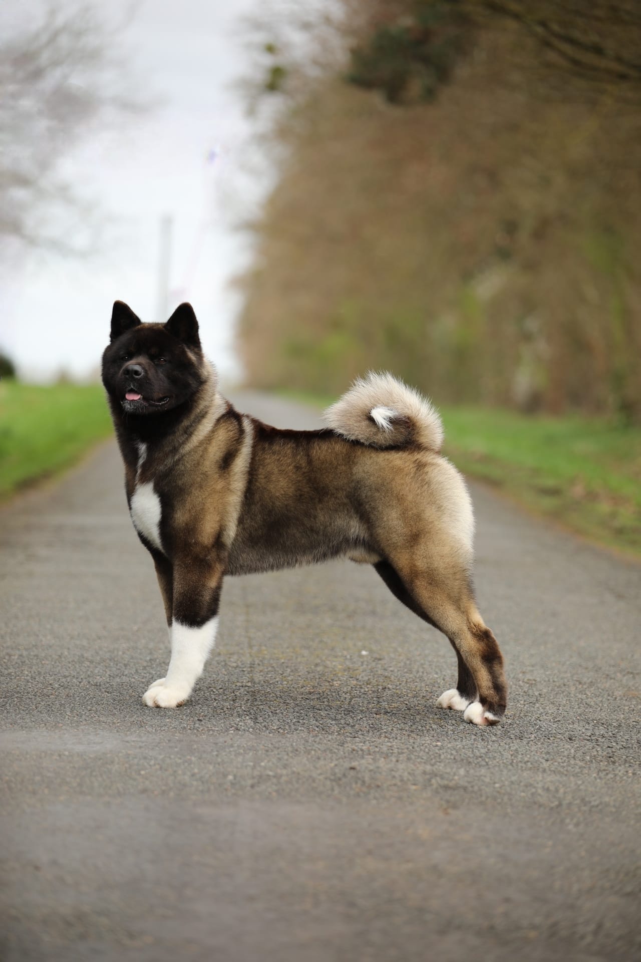 Aura prestance naturelle akita americain mâle