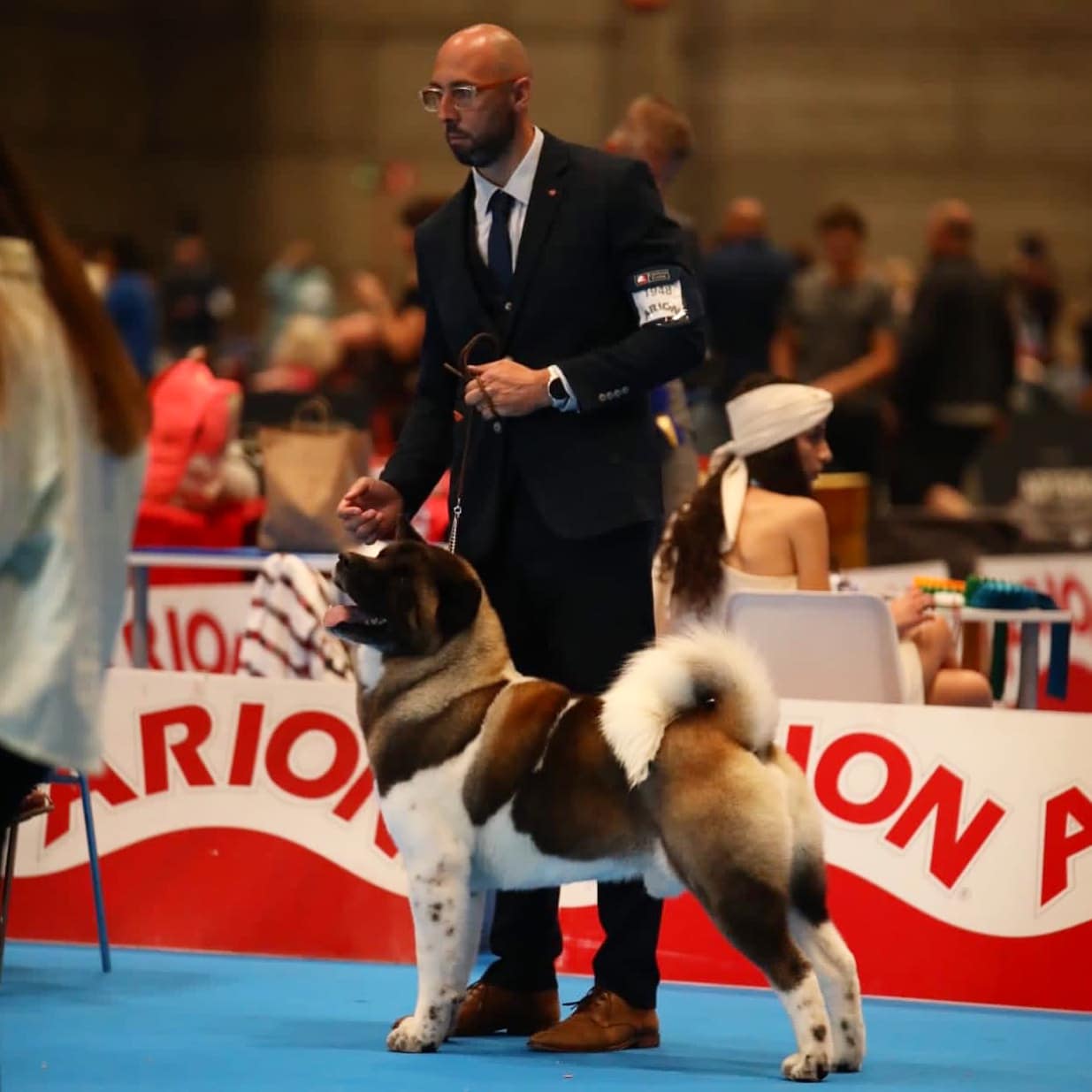 A propos exposition canine, akita champion monde