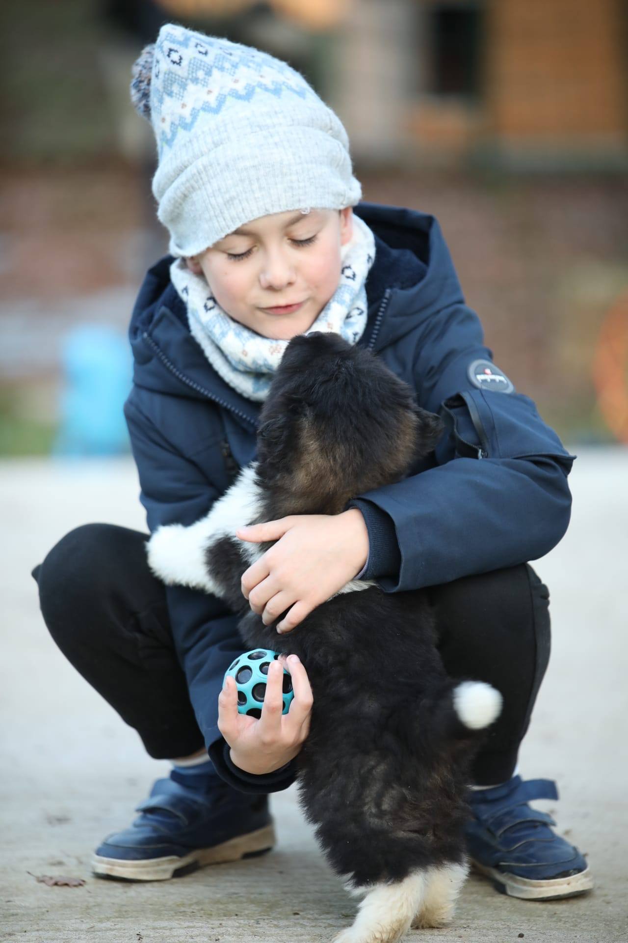 A propos chiot unique ourson akita