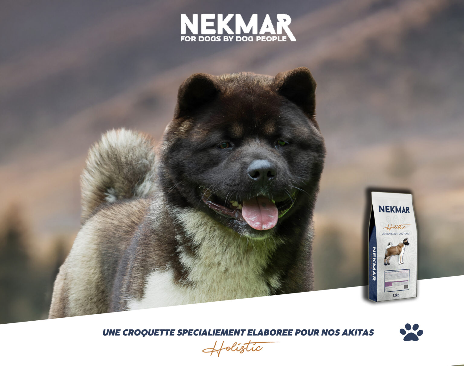 A propos akita americain alimentation sensible saines holistique