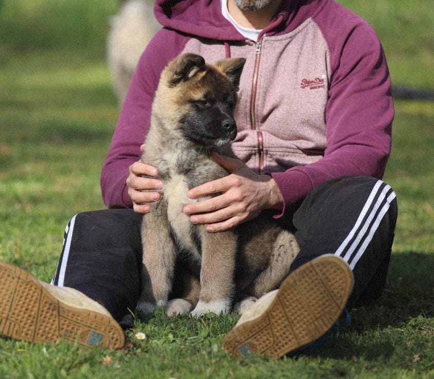 akita ourson